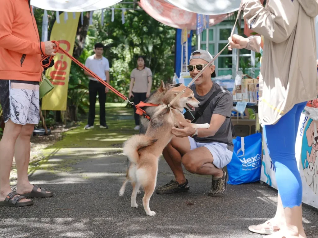 Guest greeting two leashed dogs in the garden at Blu Monkey Pooltara Krabi